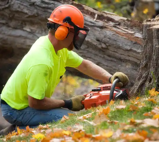 tree services West Monroe